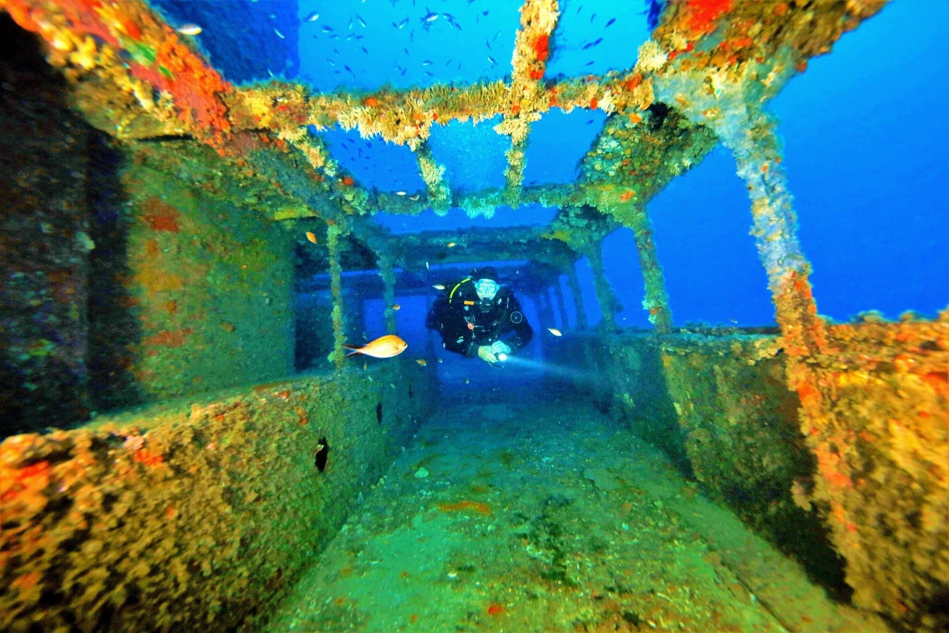 A diver exploring the encrusted deck of a sunken wreck off the Maltese coast.